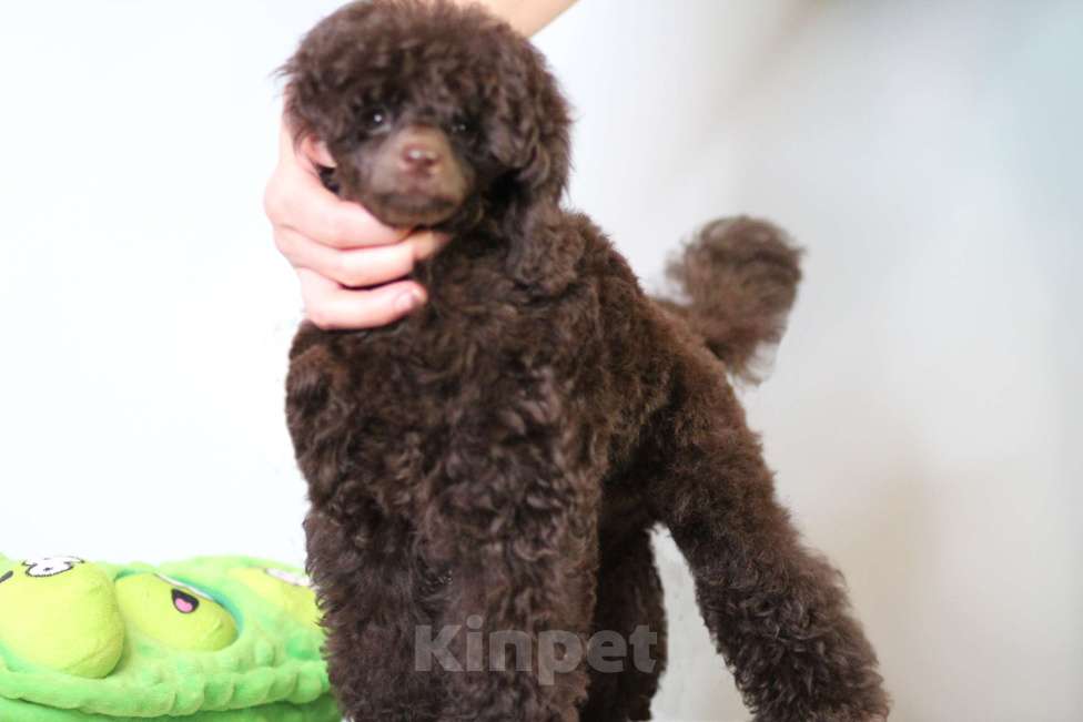 Собаки в Москве: Пудель миниатюрный (той) Девочка, 200 000 руб. - фото 1