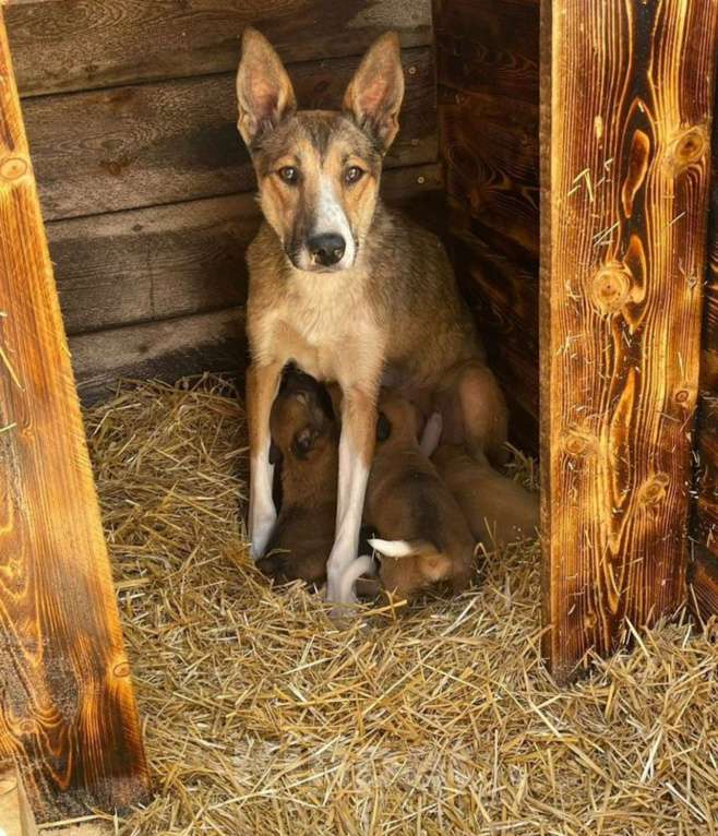 Собаки в других городах Владимирской области: Красивая и добрая собака в добрые руки бесплатно Девочка, Бесплатно - фото 1