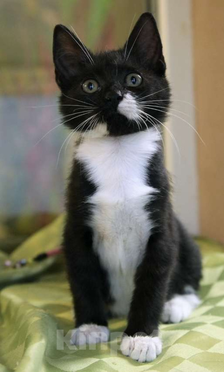 Кошки в Санкт-Петербурге: Котенок девочка Лиза ищет дом Девочка, Бесплатно - фото 1