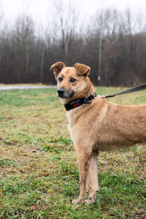 Собаки в Москве: Рыжее чудо Родион Мальчик, Бесплатно - фото 3