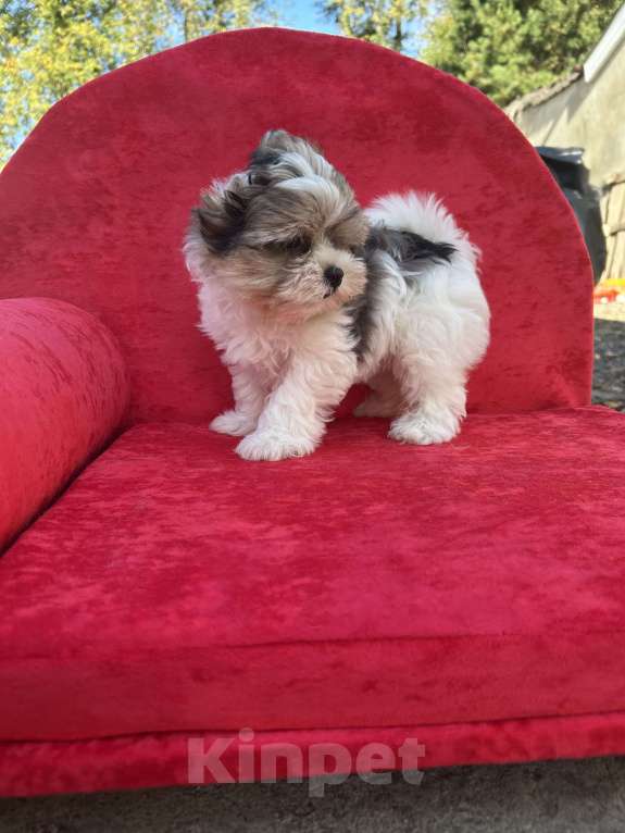 Собаки в других городах Московской области: Белый Мальчик, 35 000 руб. - фото 4