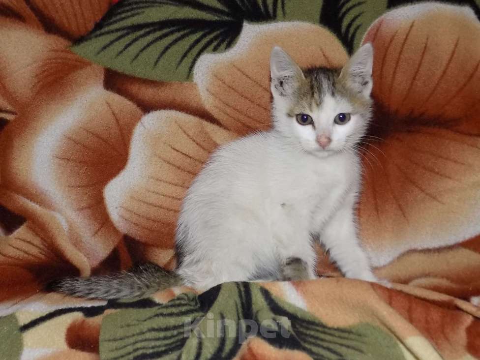 Кошки в Москве: Турецкий ван, мальчик (анатолийская) Мальчик, 10 000 руб. - фото 4