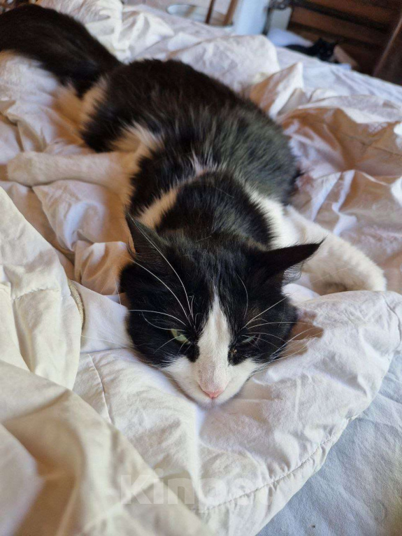 Кошки в Москве: Очаровательные сестрички Фаня и Масяня ищут дом Девочка, Бесплатно - фото 4