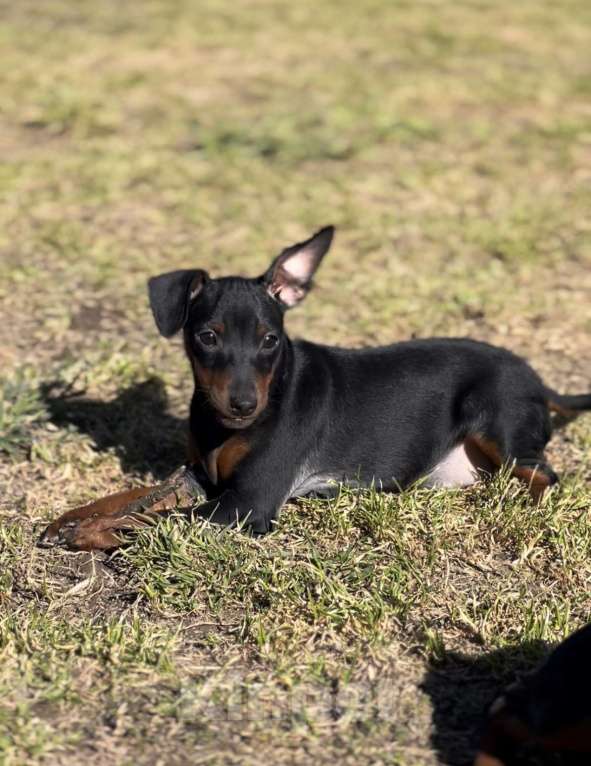 Собаки в Санкт-Петербурге: Цвергпинчер - девочка Девочка, 35 000 руб. - фото 1