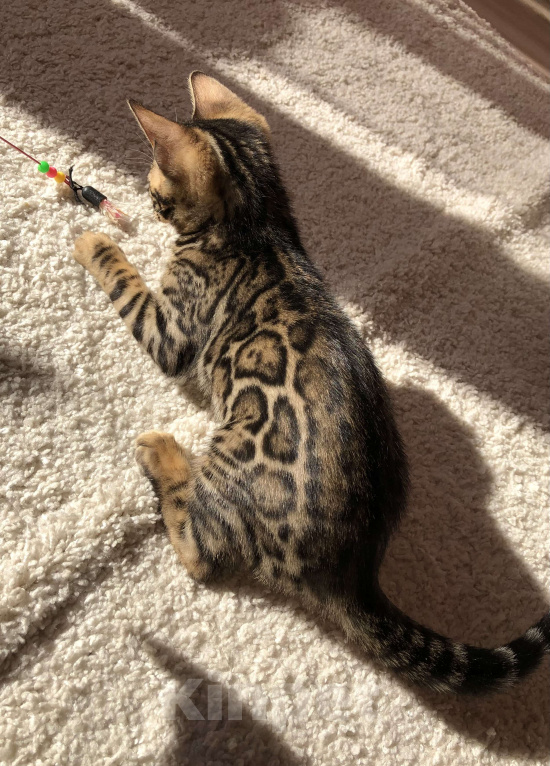 Кошки в Екатеринбурге: Бенгальский котенок Девочка, Бесплатно - фото 7