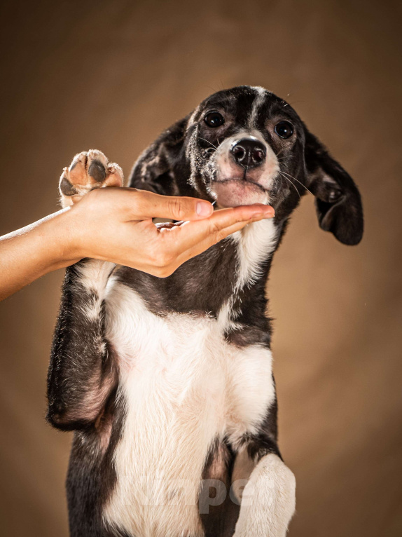 Собаки в Клине: Нуара — бойкая собачка Мальчик, Бесплатно - фото 5