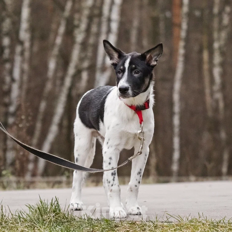 Собаки в Москве: Спайк якутенок Мальчик, Бесплатно - фото 8