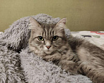 Кошки в Химках: Ласковая кошечка в добрые руки Девочка, 10 руб. - фото 3