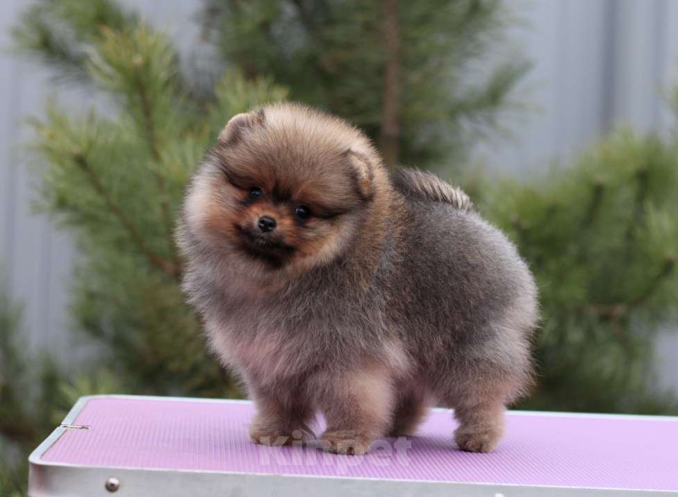 Собаки в Москве: Щенки померанского шпица Девочка, Бесплатно - фото 5