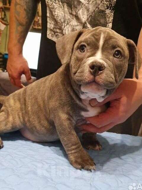 Собаки в Владивостоке: Топовые щенки породы Аммериканских Булли Мальчик, 150 000 руб. - фото 2