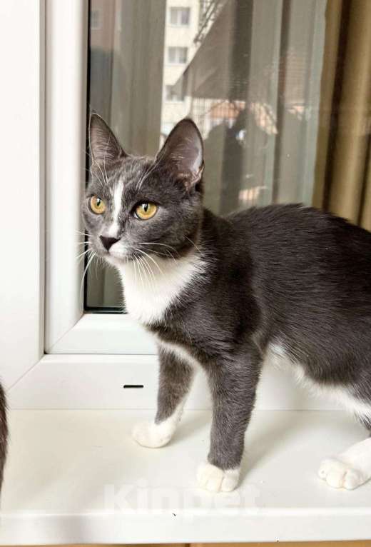 Кошки в Москве: Грациозная кошечка Мусико в добрые руки Девочка, Бесплатно - фото 5