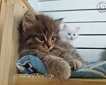 Кошки в Волхове: Сибирские кошки. Сибирские клубные котята. Девочка Девочка, Бесплатно - фото 5