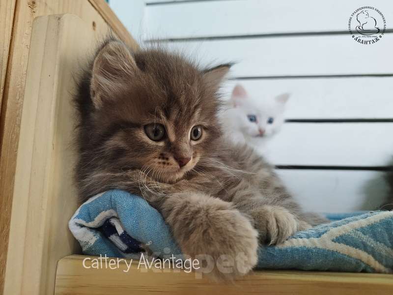 Кошки в Волхове: Сибирские кошки. Сибирские клубные котята. Девочка Девочка, Бесплатно - фото 5