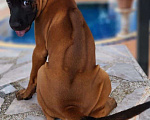 Собаки в Наро-Фоминске: Тайский риджбек  Мальчик, 80 000 руб. - фото 3