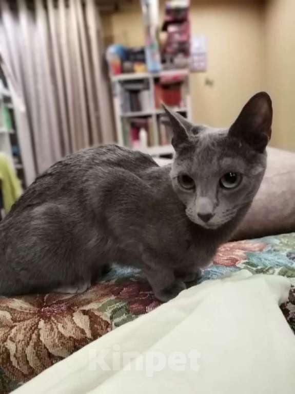 Кошки в Новосибирске: Котенок русской голубой кошки Мальчик, 45 000 руб. - фото 4