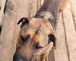 Собаки в Москве: Это не вы потеряли свой хвост??? Мы нашли! 🐕 Мальчик, Бесплатно - фото 6