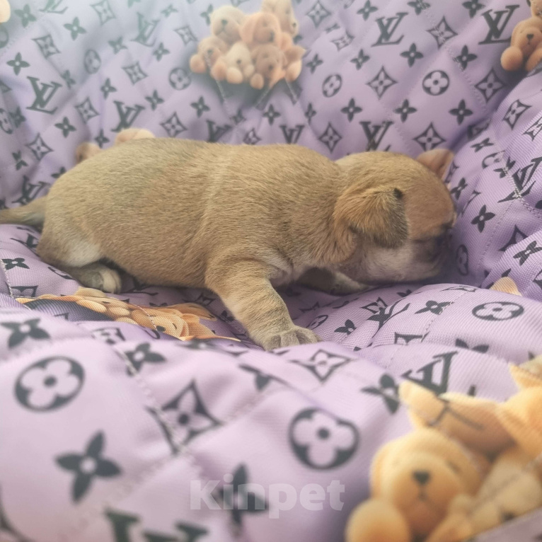 Собаки в Калининграде: Щенок Чихуахуа г/ш, девочка Девочка, Бесплатно - фото 4