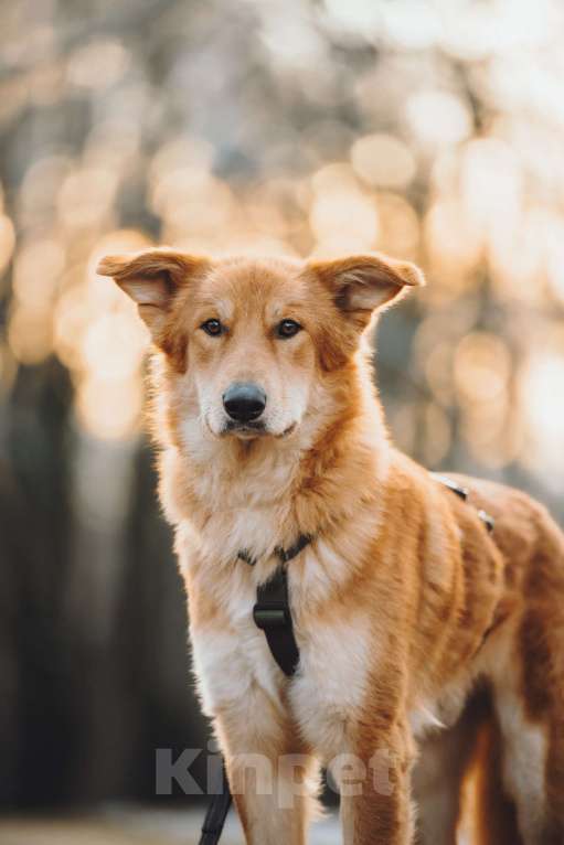 Собаки в Москве: Удивительный Яша ищет дом Мальчик, Бесплатно - фото 5