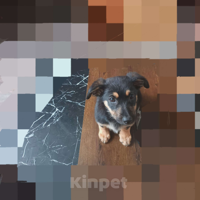 Собаки в Санкт-Петербурге: Щенок в добрые руки  Девочка, Бесплатно - фото 2