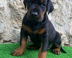Собаки в Ялте: Крупные щенки добермана РКФ Мальчик, 70 000 руб. - фото 5