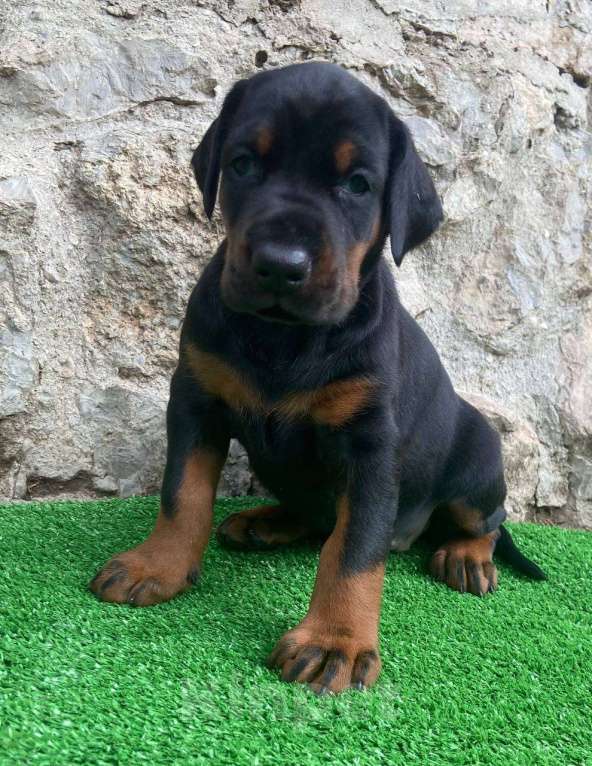 Собаки в Ялте: Крупные щенки добермана РКФ Мальчик, 70 000 руб. - фото 5