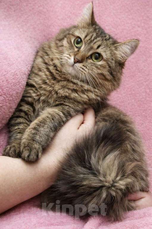 Кошки в Москве: Кошечка Белка ищет дом Девочка, Бесплатно - фото 1