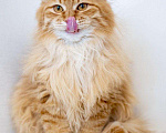 Кошки в Рязани: Рыжие котята, Бесплатно - фото 2