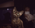 Кошки в Калязине: Отдам Котика, 15 000 руб. - фото 3