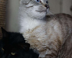 Кошки в Ливны: SOS Голубоглазый тайский котик Арамис в дар, Бесплатно - фото 3