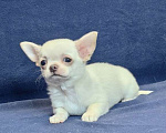 Собаки в Москве: Чихуахуа. Мальчик белый крем Мальчик, 50 000 руб. - фото 3