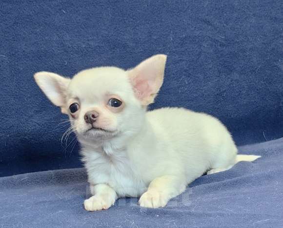 Собаки в Москве: Чихуахуа. Мальчик белый крем Мальчик, 50 000 руб. - фото 3