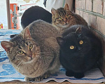 Кошки в Москве: Алиса ищет дом Девочка, Бесплатно - фото 4