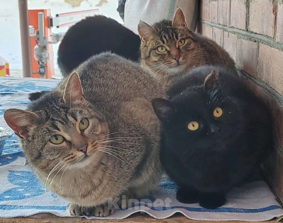 Кошки в Москве: Алиса ищет дом Девочка, Бесплатно - фото 4
