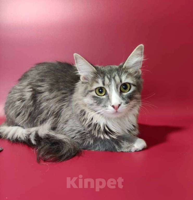 Кошки в Москве: кошечка  Девочка, Бесплатно - фото 4