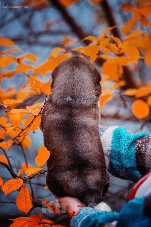 Собаки в Москве: Шикарные малыши американской акиты Девочка, 150 000 руб. - фото 2
