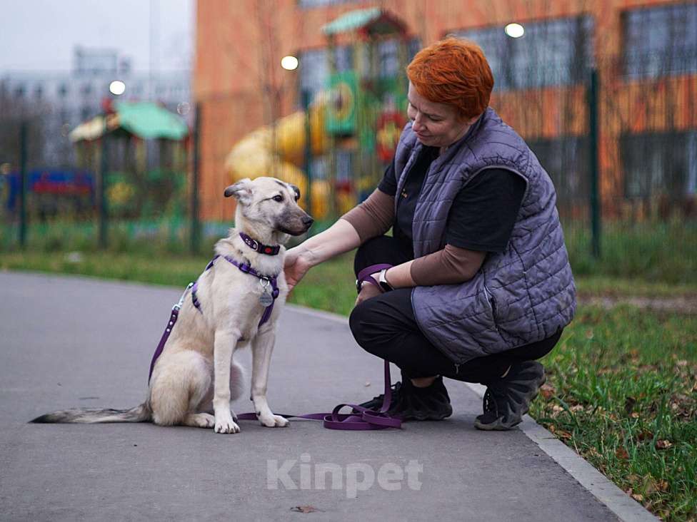Собаки в Ногинске: Келли - щенок в добрые руки Девочка, Бесплатно - фото 6