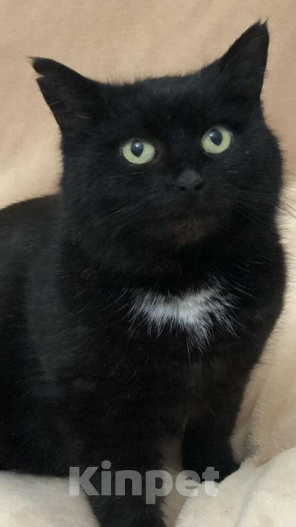 Кошки в Краснодаре: Кошка в добрые руки Девочка, Бесплатно - фото 2