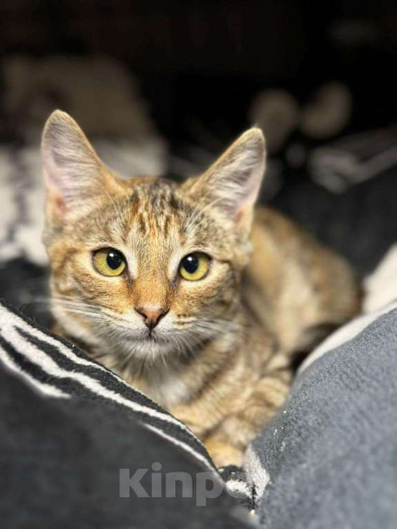 Кошки в Москве: Море позитива каждый день, котёнок в добрые руки  Девочка, Бесплатно - фото 5