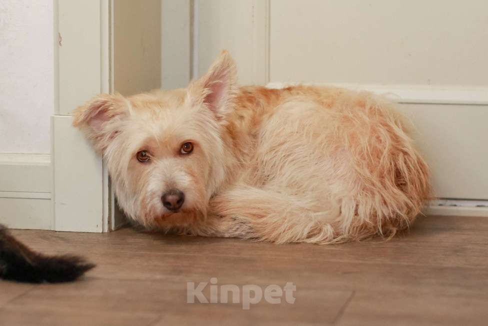 Собаки в Москве: Вилли некрупный бородатый песик. Требуется джентльмену достойный кров. Мальчик, Бесплатно - фото 3