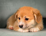 Собаки в Колпино: Щенок вельш-корги пемброк  Девочка, 60 000 руб. - фото 3