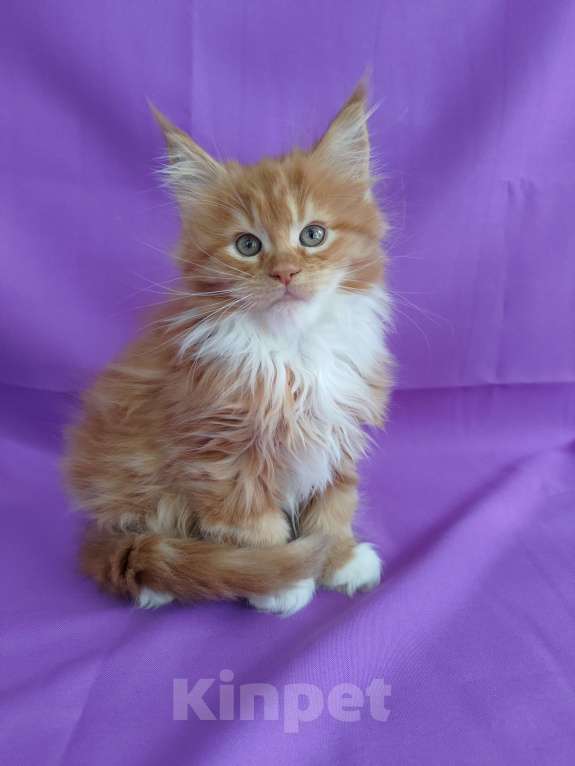 Кошки в Москве: Грант Мальчик, 85 000 руб. - фото 6