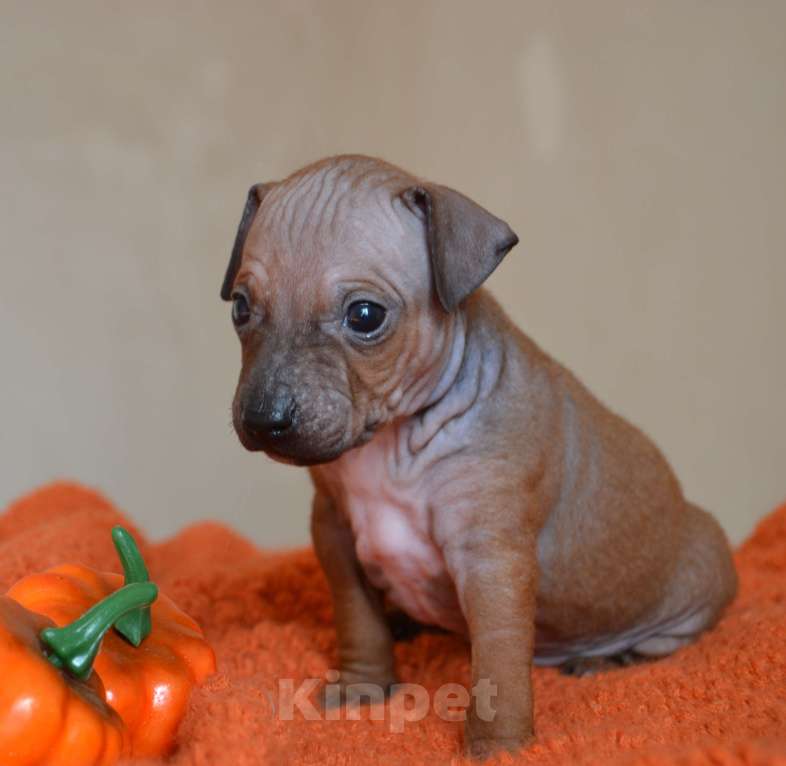 Собаки в Москве: Красно-соболиный мальчик голого терьера Мальчик, 50 руб. - фото 2