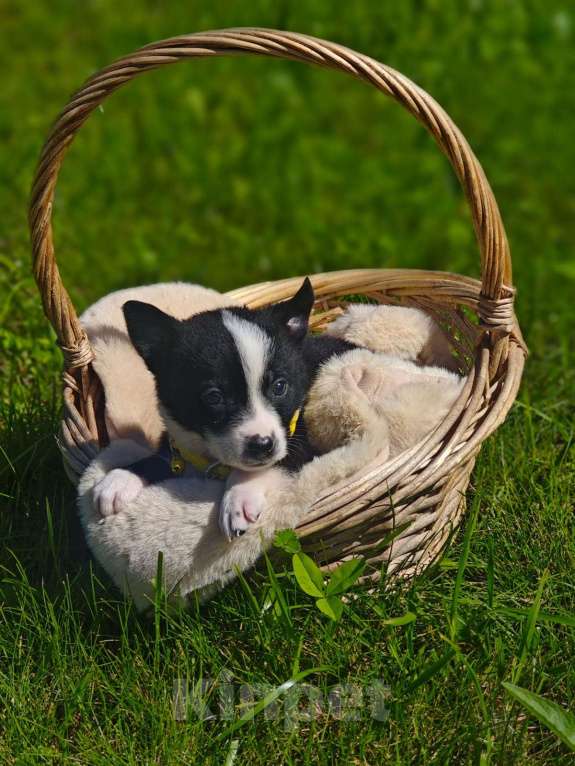 Собаки в Красногорске: Щенок Дилан 1 месяц ищет дом Мальчик, Бесплатно - фото 5