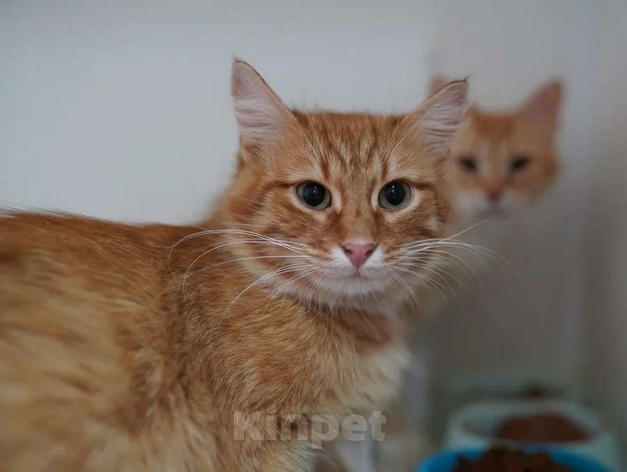 Кошки в Москве: Рыжий красавец котик Оскар ищет семью! Мальчик, 10 руб. - фото 1