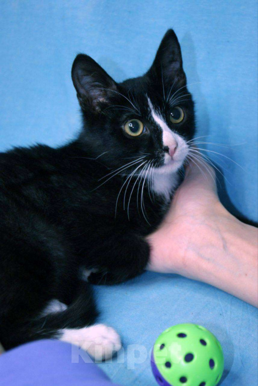 Кошки в Москве: Любопытненький Тоша ждем маму и папу Мальчик, Бесплатно - фото 2