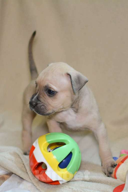 Собаки в Санкт-Петербурге: Продаем  Девочка, 29 000 руб. - фото 6