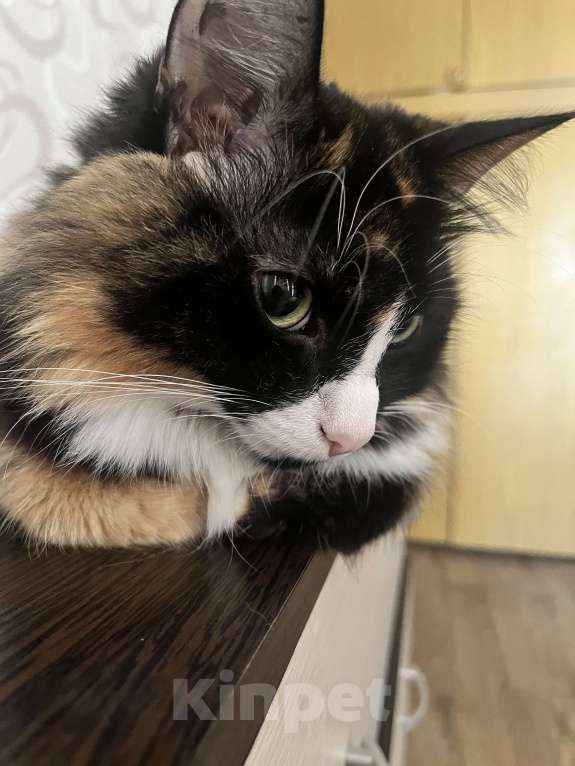 Кошки в Кингисеппе: Отдам кошку в добрые руки. Кошке 3 года, добрая, красивая. К лотку приучена. В еде не прихотлива.  Девочка, Бесплатно - фото 3