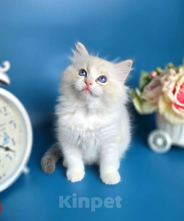 Кошки в других городах Тульской области: IRBIS Casteldolls  Мальчик, Бесплатно - фото 6