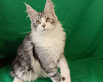 Кошки в других городах Владимирской области: Котенок мейн кун Мальчик, Бесплатно - фото 1