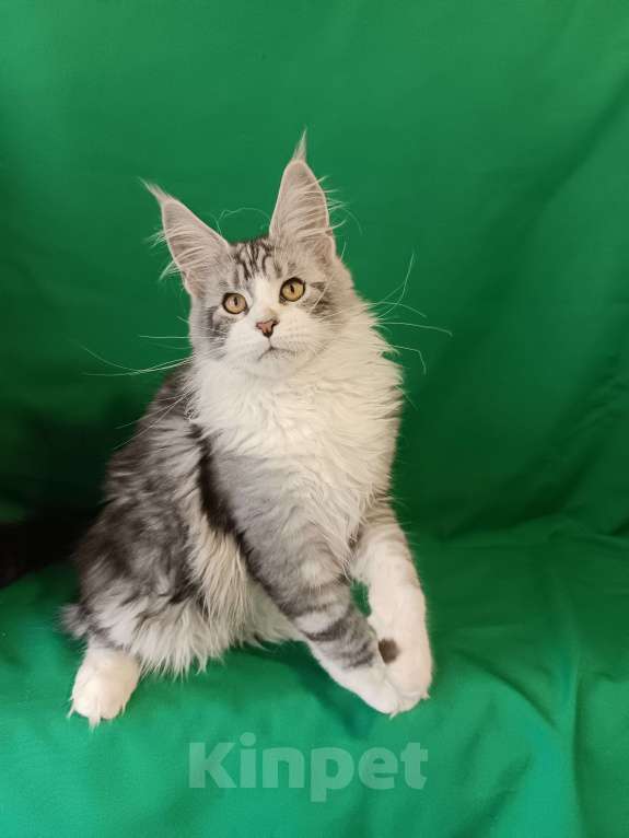 Кошки в других городах Владимирской области: Котенок мейн кун Мальчик, Бесплатно - фото 1